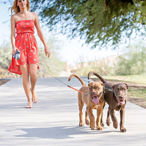 Retractable Tangle Proof Individually Controlled Double Dog Leash. (3 Colors Available)